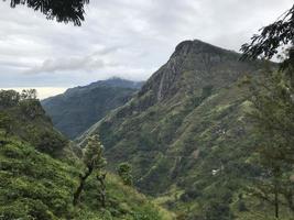 plantações de chá no sri lanka foto