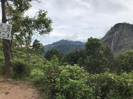 plantações de chá no sri lanka foto