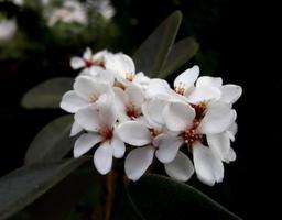 flores maravilhosas. a beleza da natureza foto