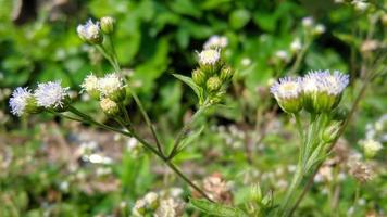 ageratum conyzoides é um tipo de erva daninha agrícola pertencente à tribo asteraceae. foto