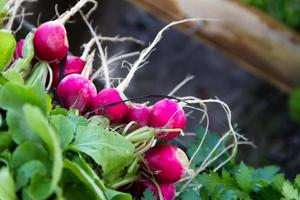 rabanetes colhidos na horta orgânica para venda na feira foto