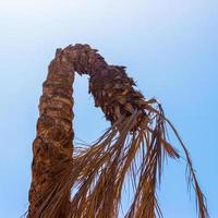 palmeira curvada. palma morta, folhas secas de palmeira morta com céu azul vibrante foto