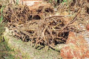 raízes de cana elegantes na areia perto da água de perto foto