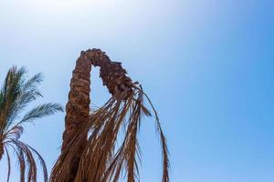 palmeira morta, folhas secas de palmeira morta com céu azul vibrante foto