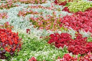 canteiro de flores florescendo com flores coloridas como pano de fundo foto