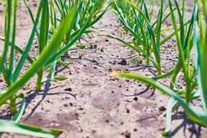 plantação de cebola no jardim da fazenda em dia de verão foto