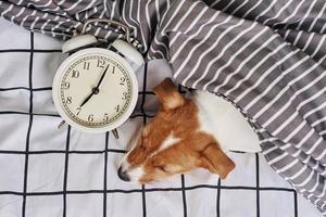 cachorro jack russell terrier dorme na cama com despertador vintage foto