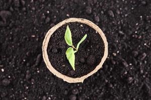 pote com uma planta jovem contra o fundo do solo, vista de cima foto