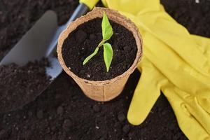 cuidados com as plantas e conceito de jardinagem foto