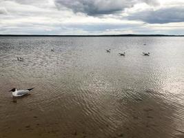 grandes pássaros brancos gaivotas na praia arenosa da margem do rio, o lago está flutuando na água foto