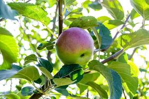 fotografia sobre o tema lindo ramo de frutas macieira foto