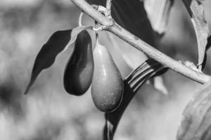 fotografia para tema bonito crescer berry dogwood em folhas de verão de fundo foto