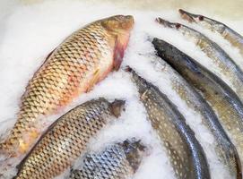 loja de peixes. venda de carpas e lúcios. peixe do rio. chazan gelado no balcão. peixe no gelo. dieta saudável. foto