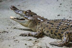 esta é uma foto de um crocodilo estuarino com o nome latino crocordilus porosus no zoológico.