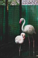 esta é uma foto de flamingos no zoológico. f