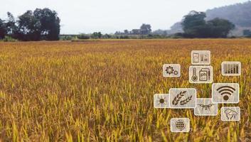 agricultura inteligente com internet das coisas, conceito de iot. agricultura e tecnologia moderna são usadas para manejar as colheitas. análise de insights como clima, condições do solo e ambientais. campo de arroz de colheita foto