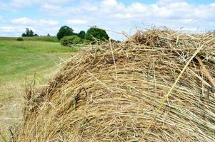 a textura de um palheiro seco natural redondo de palha é uma grama seca em uma vila em uma fazenda contra um céu azul com nuvens. colheita de ração animal. o fundo foto