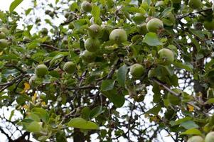 lindas maçãs verdes naturais azedas não amadurecidas em um galho de uma macieira com folhas verdes. o fundo foto