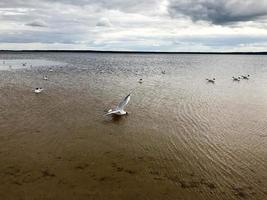 grandes pássaros brancos gaivotas na praia arenosa da margem do rio, o lago está flutuando na água foto