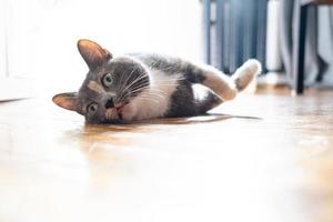gato superaquecido na rua em um dia quente de verão e se deitou no parquet da casa, com uma expressão estranha no focinho. foto