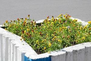 pedra de concreto quadrado velho canteiro de flores soviético feio miserável pintado com cal, design paisagístico russo foto