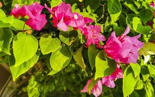 buganvílias flores brancas cor-de-rosa florescem em puerto escondido méxico. foto