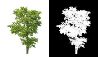 árvore isolada em um fundo branco com traçado de recorte e canal alfa foto