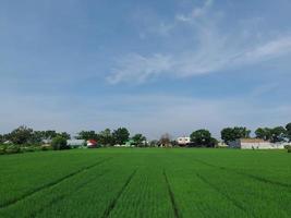 fundo natural a paisagem dos campos de arroz verde na ilha de lombok, indonésia foto