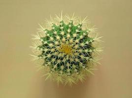 vista superior de um cacto verde com grandes espinhos afiados em um fundo colorido pastel. cacto de barril dourado de planta de casa, planta de echinocactus grusonii. close-up, copie o espaço. foto