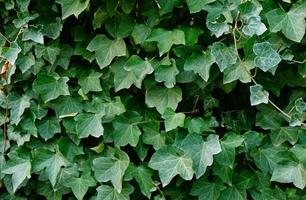 folhas de hera verde na parede. plano de fundo texturizado de folhas. textura de parede de planta verde para design de pano de fundo e parede ecológica e cortada para obras de arte. muitas folhas. foto