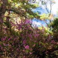 flores de outono em fontainebleau foto