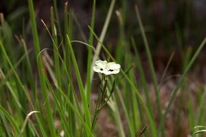 dietes floresce em uma clareira em um parque da cidade. foto