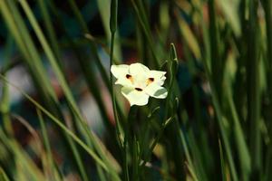 dietes floresce em uma clareira em um parque da cidade. foto