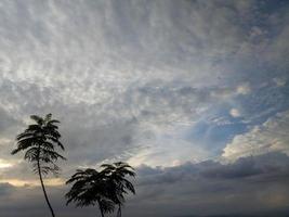 silhueta de galho de árvore contra o fundo do céu da tarde foto