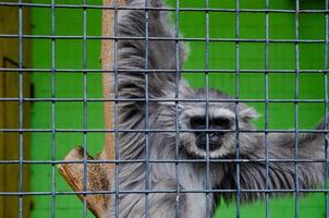 um tiro de close-up de um macaco em uma gaiola em um zoológico foto