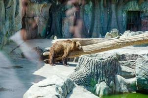 direito dos animais. amigável urso pardo andando no zoológico. fundo bonito da natureza da paisagem pedregosa do urso grande. vida selvagem animal. urso pardo adulto em ambiente natural.