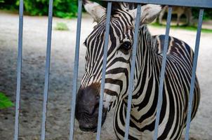 zebra selvagem enjaulada, animais em cativeiro, abuso foto