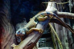 A iguana verde, também conhecida como iguana americana, é um réptil lagarto do gênero iguana da família iguana. foto