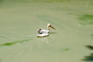 grande pelicano branco nome científico pelecanus onocrotalus também conhecido como o pelicano branco oriental, foto