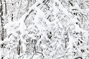 galhos cobertos de neve na floresta de inverno foto