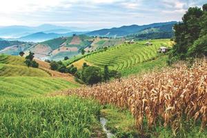 paisagem do terraço de arroz em ban pa bong piang em chiang mai tailândia foto