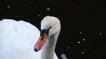 cisnes brancos com bico laranja e patos nadam no lago no fundo da água azul. paisagem mágica com pássaros selvagens e reflexo na água. foto