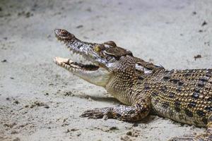 esta é uma foto de um crocodilo estuarino com o nome latino crocordilus porosus no zoológico.