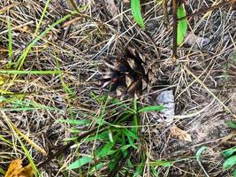 um cone de abeto encontra-se entre a grama seca. broto de pinheiros com escamas. nozes dentro dos cones. pinha como matéria-prima valiosa para a extração de nozes úteis foto