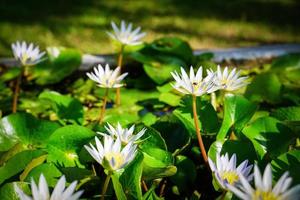 lindas flores de lótus que florescem na luz do sol da manhã foto