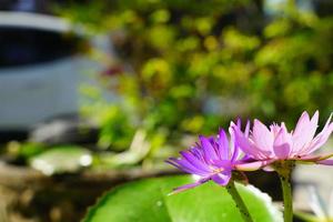 lindas flores de lótus que florescem na luz do sol da manhã foto