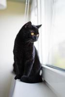 gato preto britânico sentado em uma janela foto