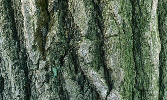 musgo verde na casca da árvore foto