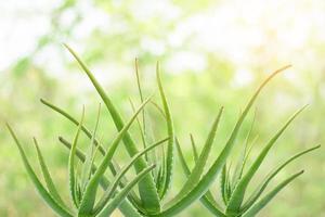 plantas de aloe vera em fundo de natureza brilhante foto