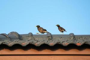 dois pássaros empoleirados em um telhado foto